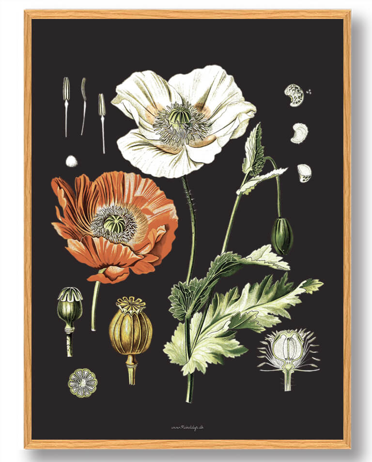 Köhler Medicinalplante Plakat 50x70 cm – Botanisk Kunst!