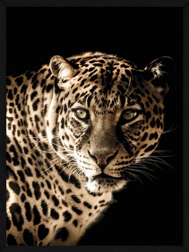 Leopard Plakat – Smuk Kunst til Dyreelskere!