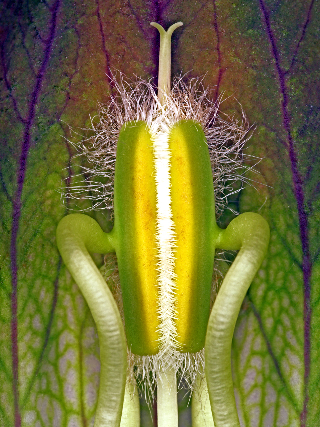 Acanthus Hungaricus Plakat – Smuk Kunst til Dit Hjem