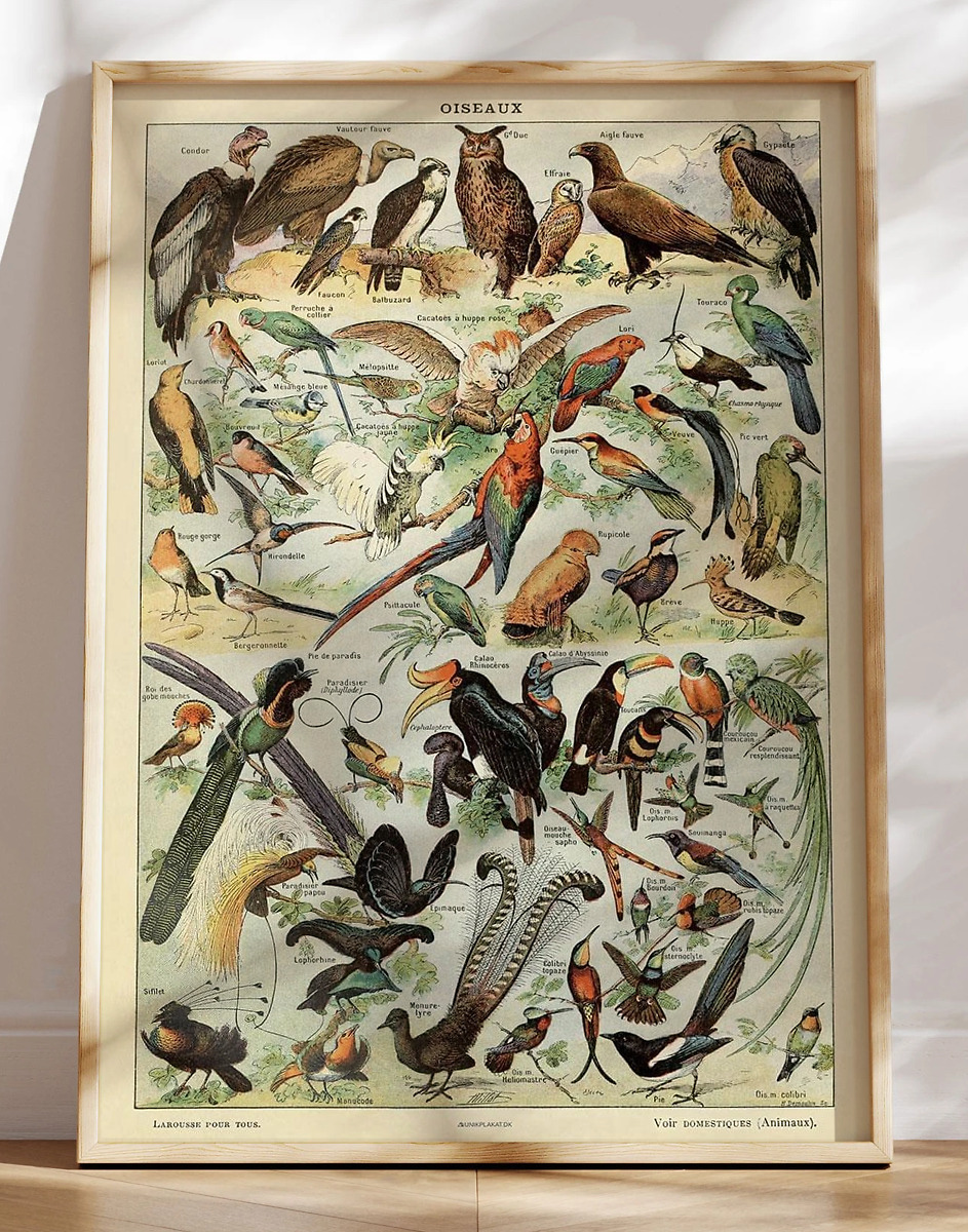 Adolphe Millot Oiseaux Pour Tous Plakat Med Fugle