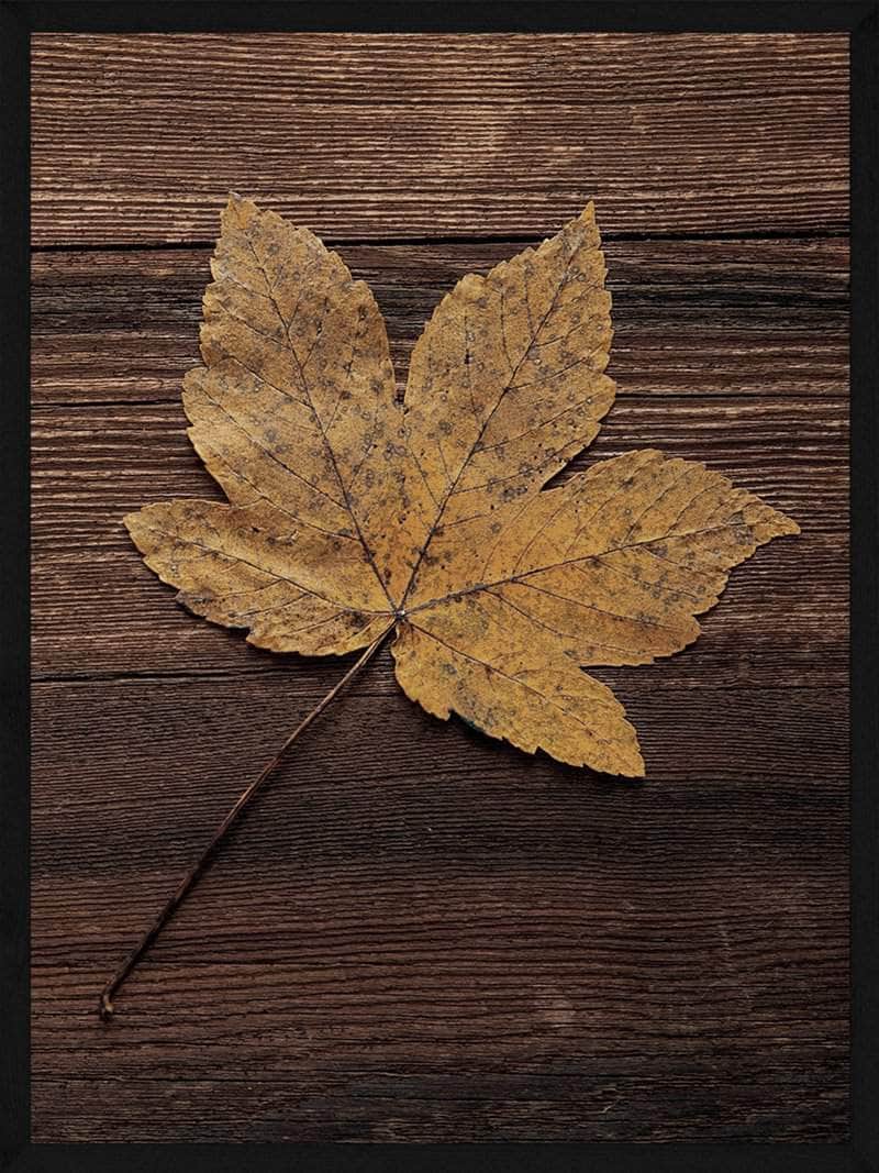 Ahornblad Plakat – Efterårsindretning med Naturmotiver