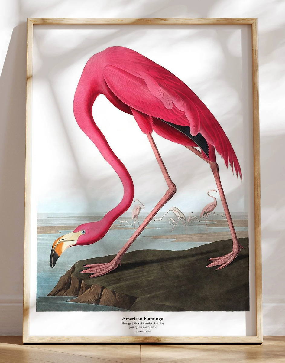 American Flamingo   John James Audubon