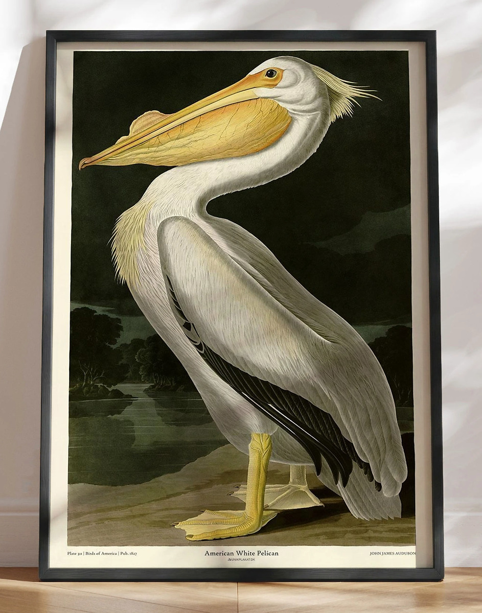 American White Pelican John James Audubon Retroplakat