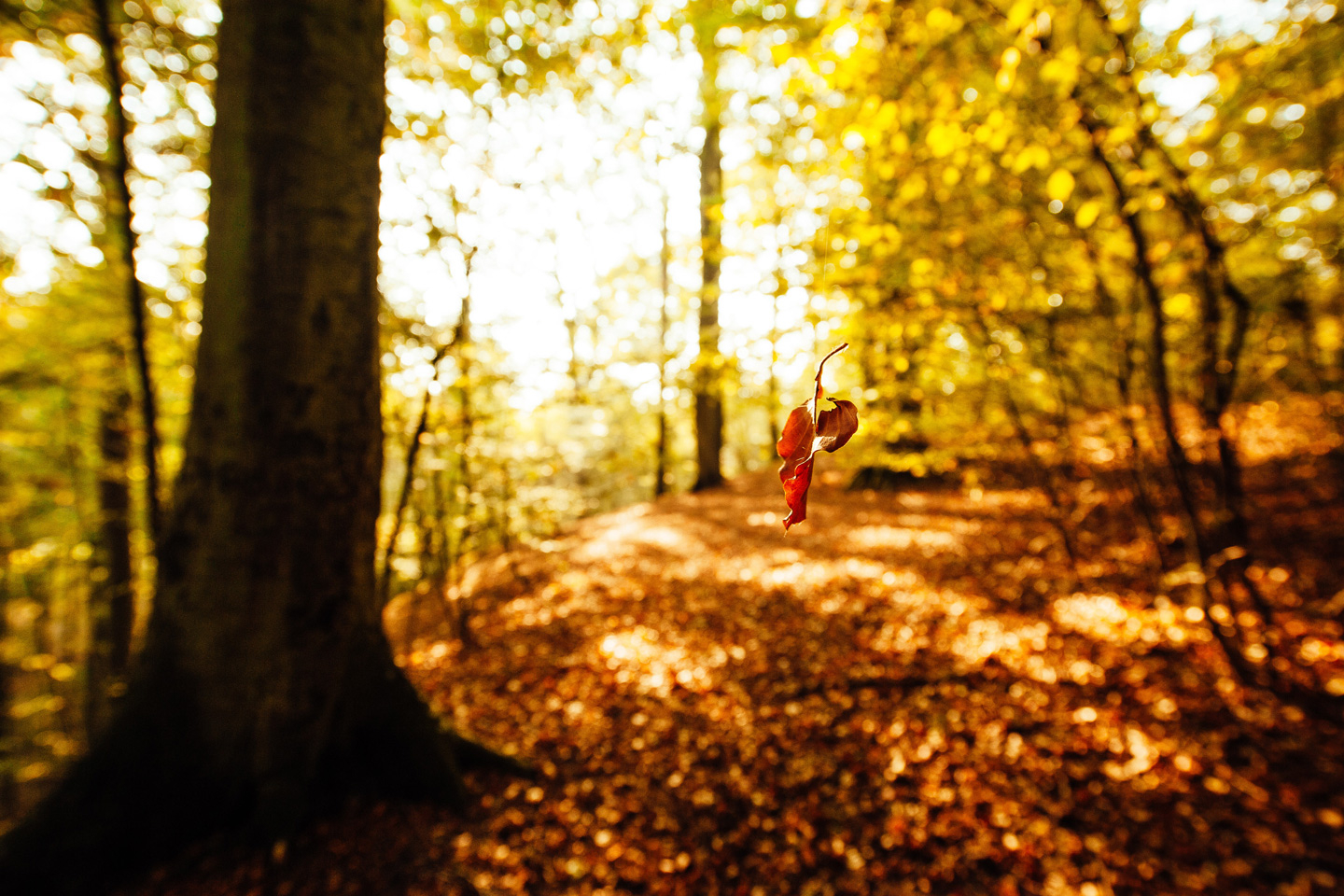 And Rising – Smuk naturfotografi af David Foli
