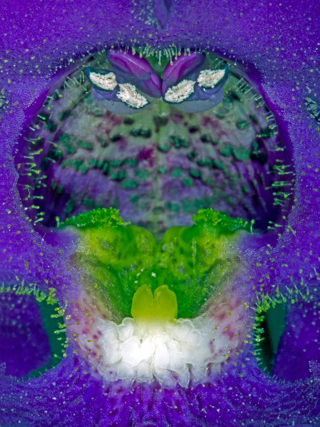 Angelonia Kunsttryk – Betagende Naturmotiver af Pauline Snoeijs
