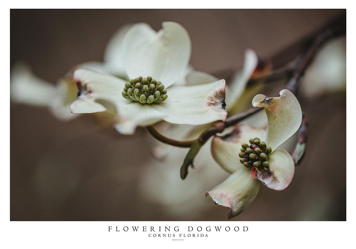 Blomsterkornel Plakat – Smuk Fotoplakat Tilbud til Dit Hjem!
