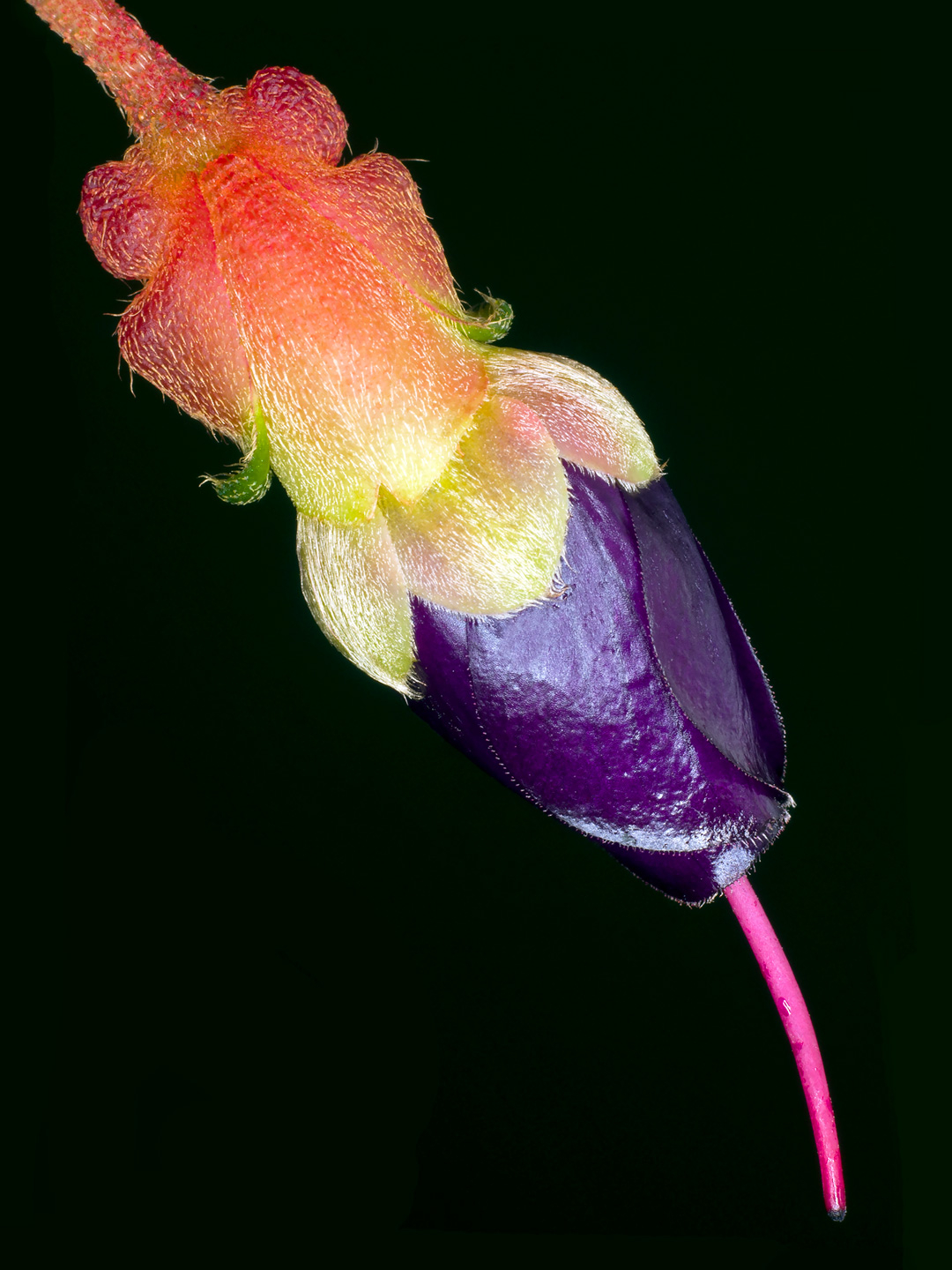 Brachyotum Campanulare Kunsttryk - Unik Fotokunst til Dit Hjem