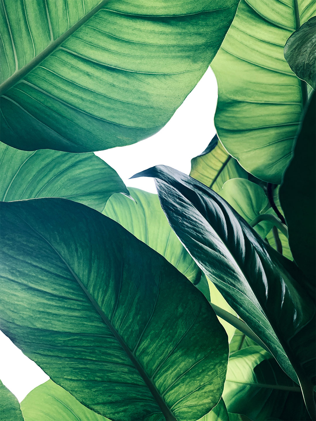 Calathea No – Smuk plantefotokunst til dit hjem