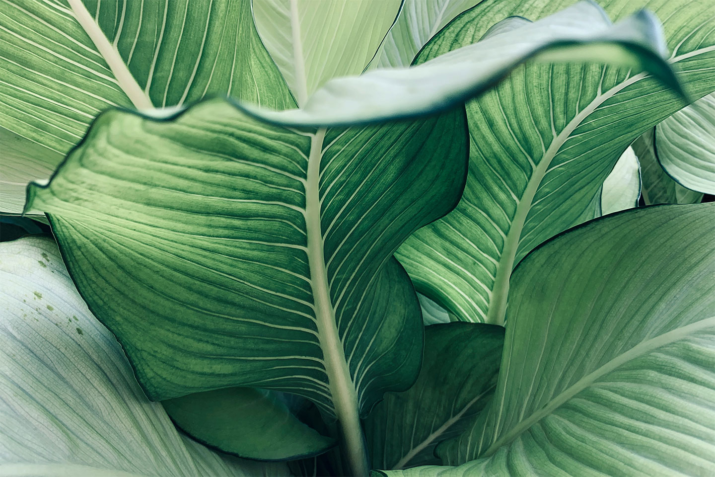 Calathea No - Smuk Plantefotokunst til Dit Hjem