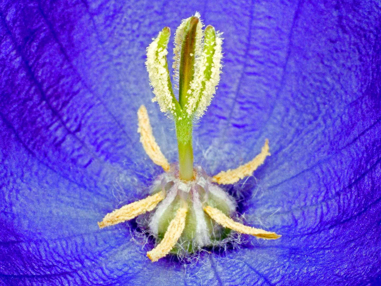 Campanula Carpatica Kunsttryk – Vægkunst med Blomster