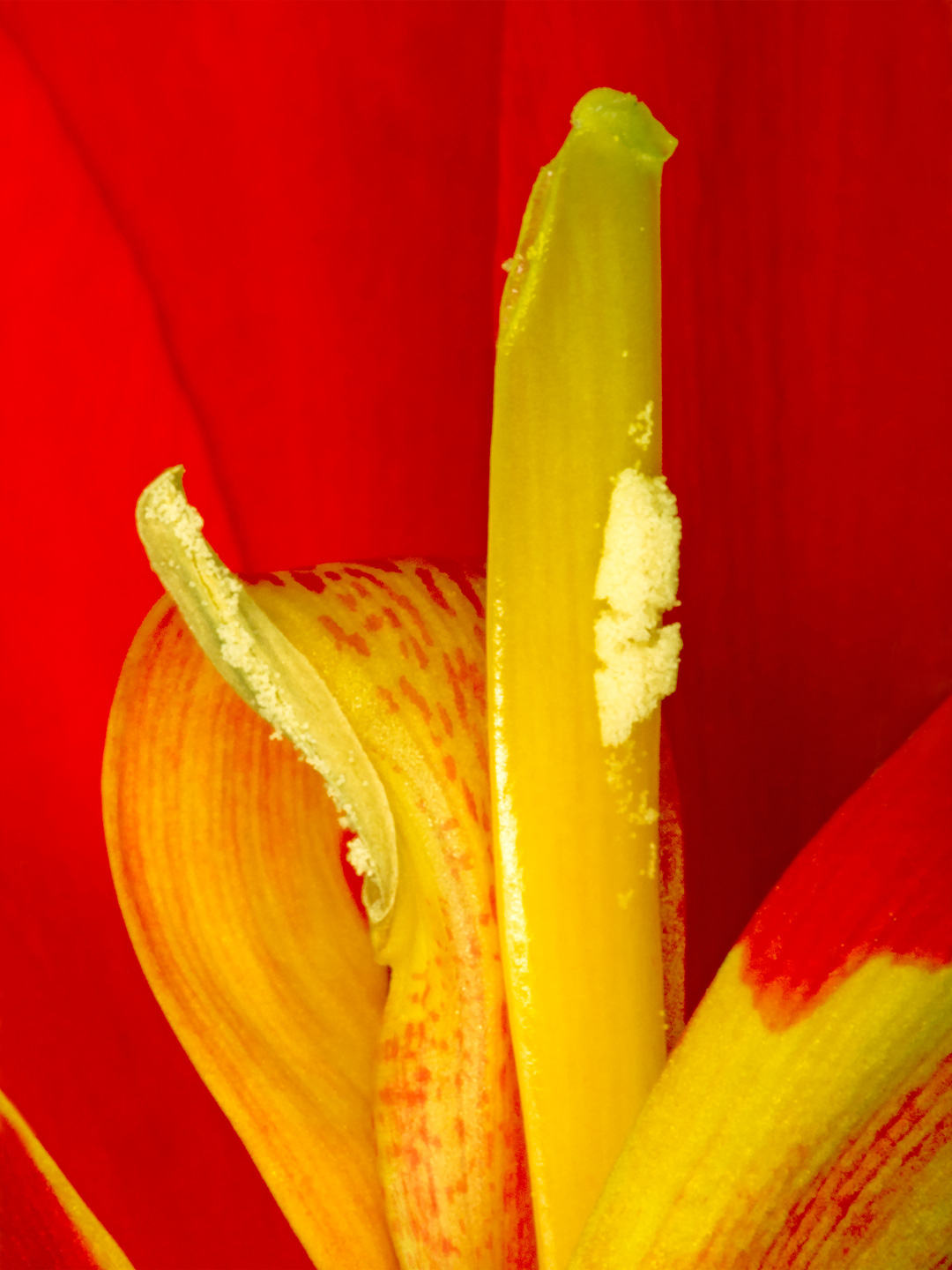 Canna Indica Fotokunst – Unik Naturkunst til Dit Hjem