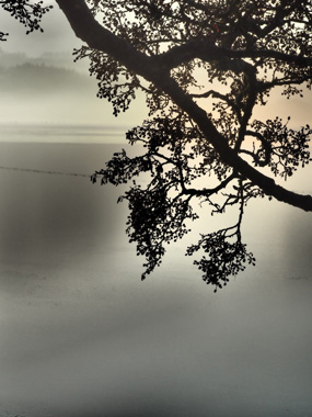 Dawn Fotokunst fra Bytraberg – Naturens Skønhed til Dit Hjem