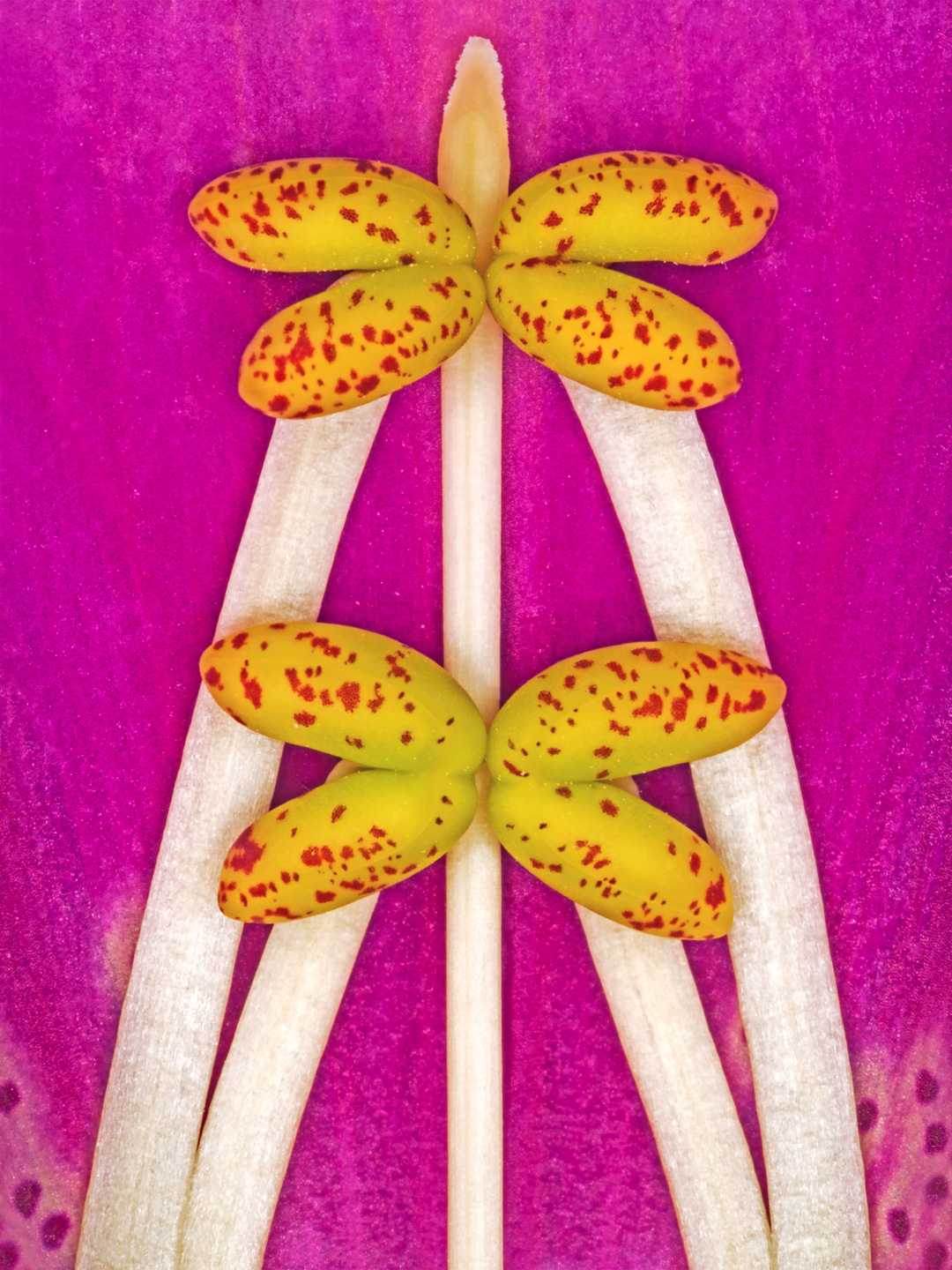 Digitalis Purpurea Kunsttryk – Naturlig Skønhed til Dit Hjem