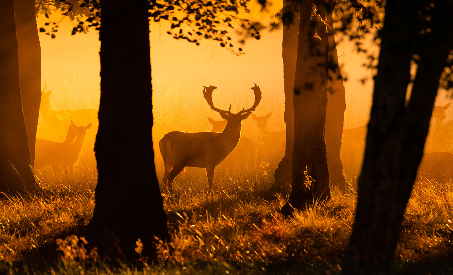 Morgensol Plakat – Daniel Faisst Kunst til Dit Hjem