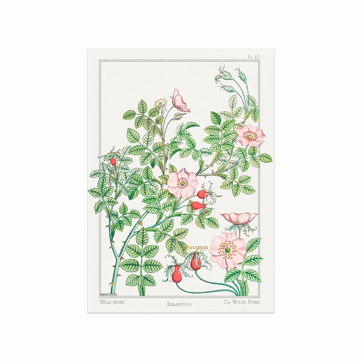 Eglantier Wild Rose Plakat – Botanisk Kunst til Dit Hjem