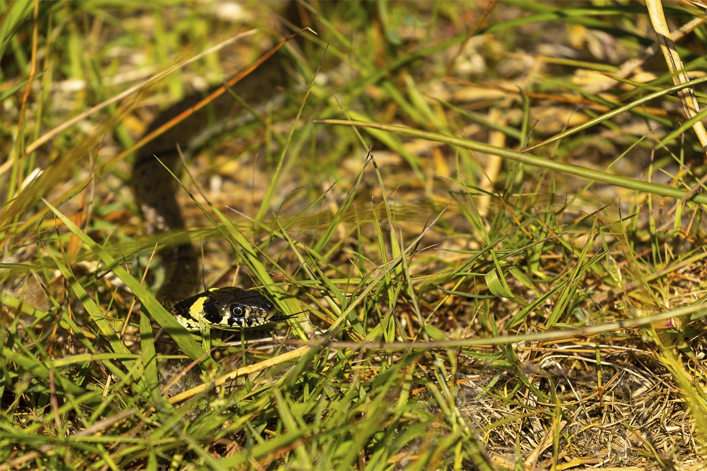 Nysgerig Snog   Msj Natur Foto