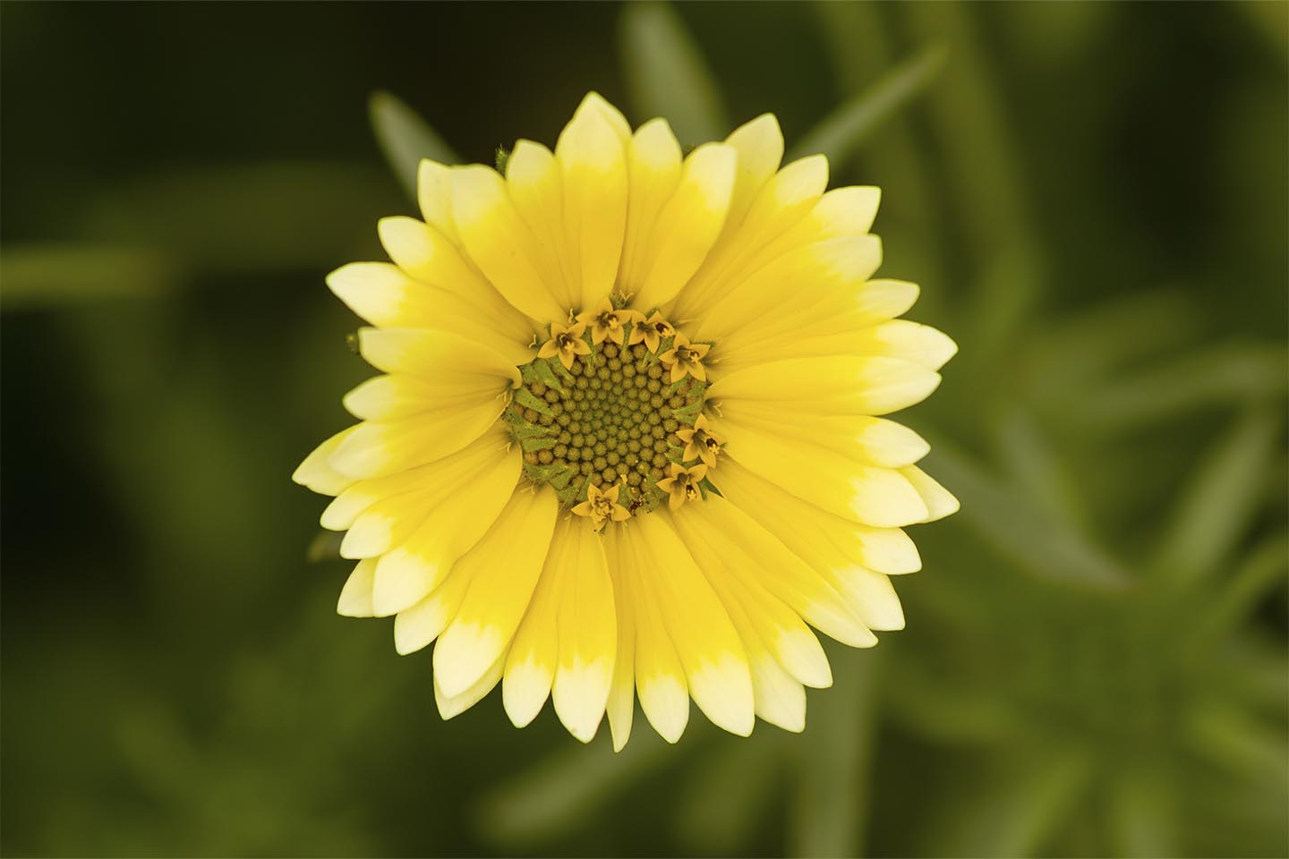 Unik Gul Blomst – Smukt Kunstværk til Dit Hjem