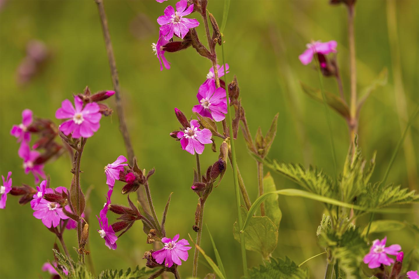 Unik Blomsterkunst fra MSJ – Skab Hygge i Dit Hjem