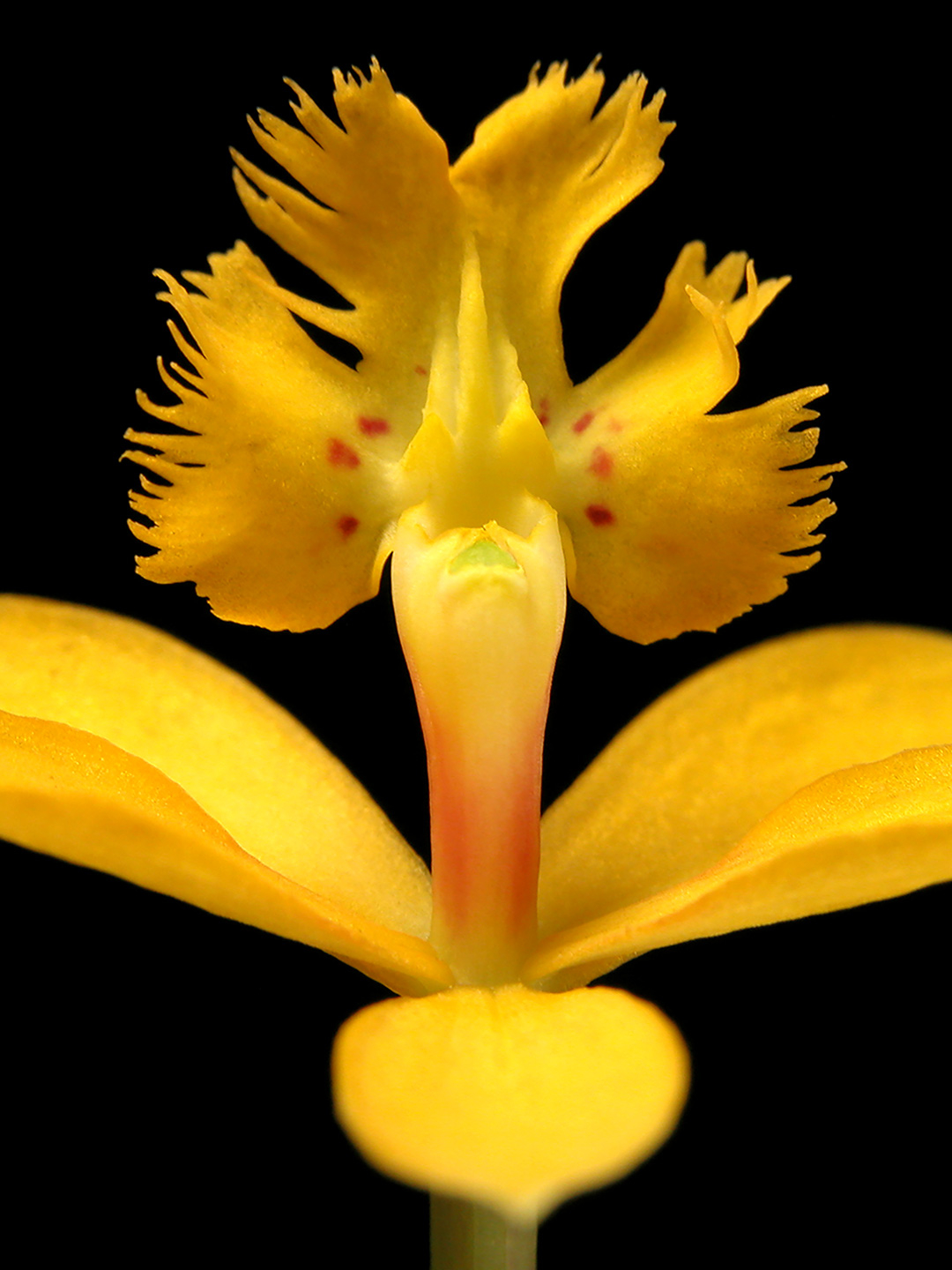Epidendrum Kunsttryk – Betagende Naturfotografi til Væggen