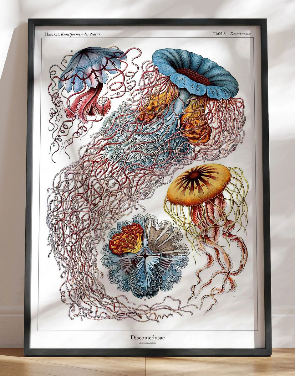 Ernst Haeckel Discomedusae Leksikonplakat Med Vandmænd
