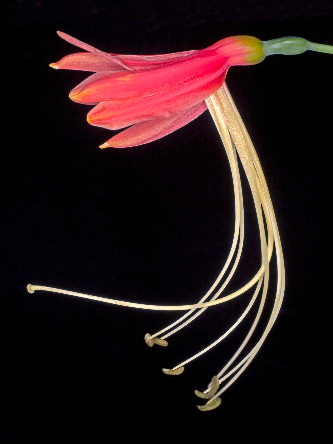 Eucrosia Bicolor Fotokunst - Unik Dekoration til Hjemmet!