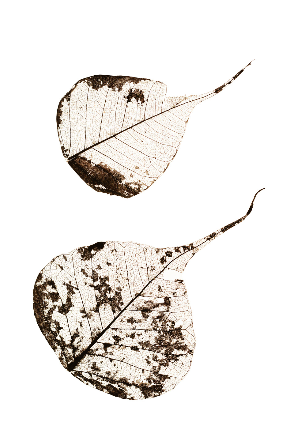 Faldne Blade – Smuk Naturfotokunst af Tal Paz-Fridman