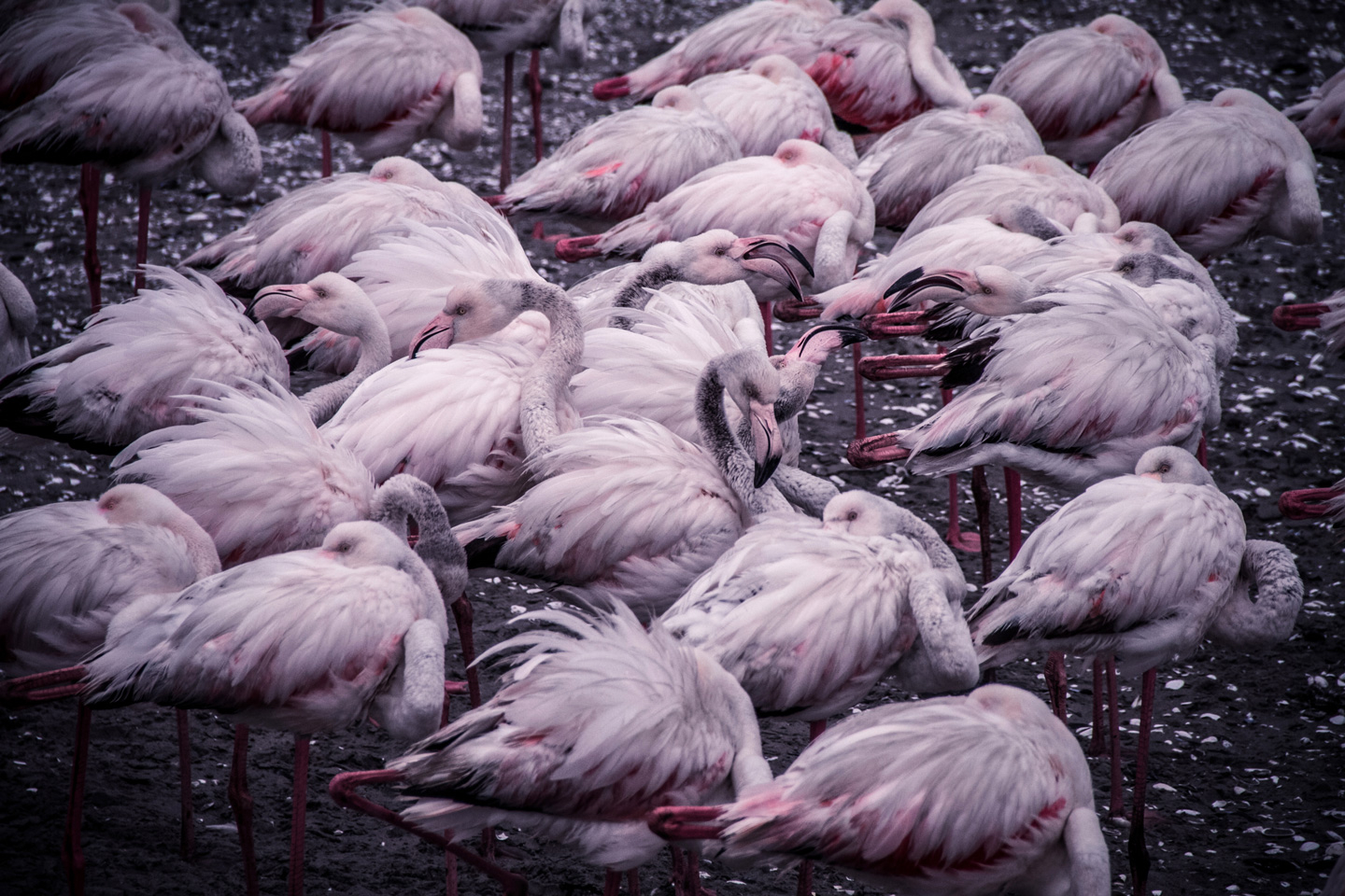 Flamingo Kluster – Mikkel Beiter Kunstværk til Dit Hjem