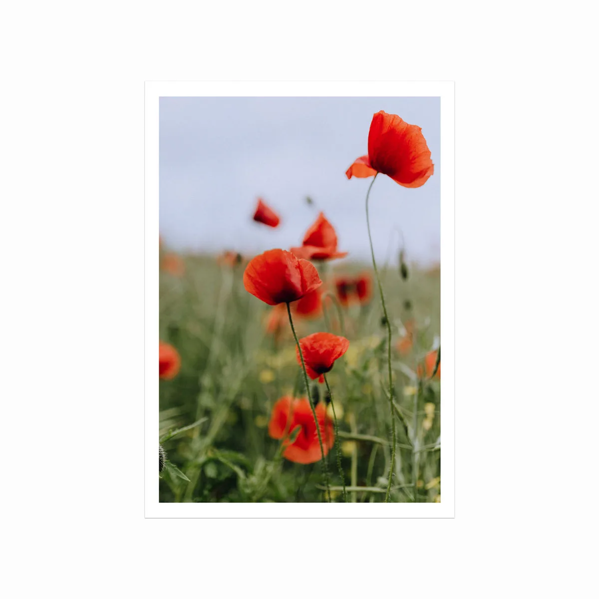 Blomstereng Plakat – Naturlig Skønhed til Dit Hjem