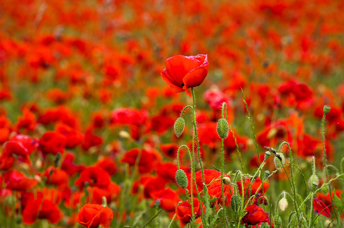 Flower Power   Klint Fotografi