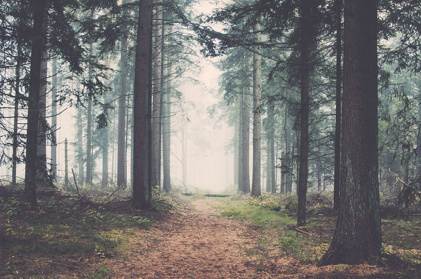 Unik plakat "Forest" af Henrik Hansen til dit hjem