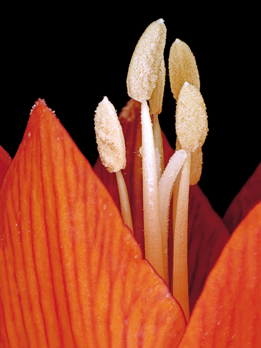 Fritillaria Imperialis Kunsttryk af Pauline Snoeijs