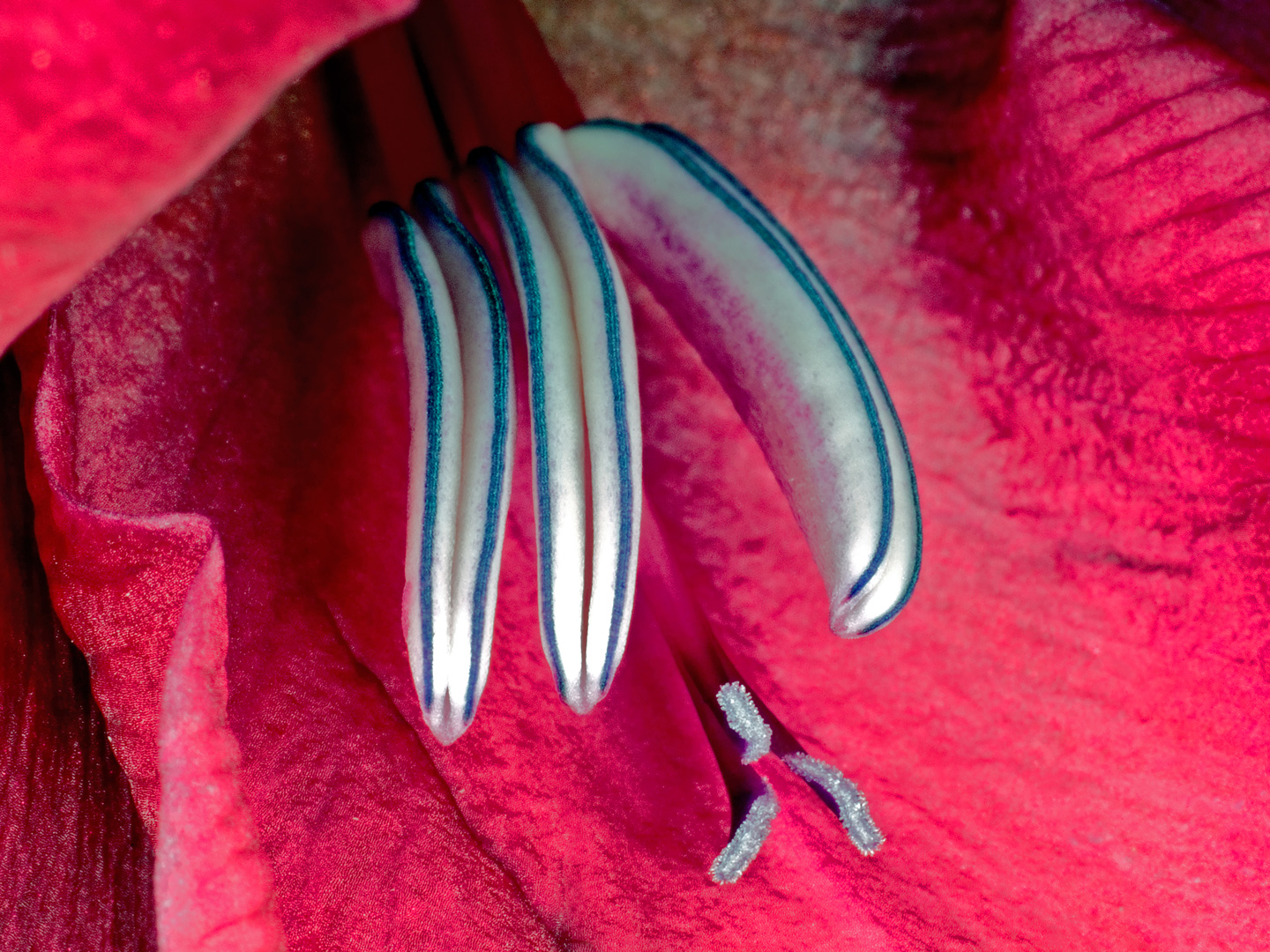 Gladiolus Kunsttryk – Naturens Skønhed af Pauline Snoeijs