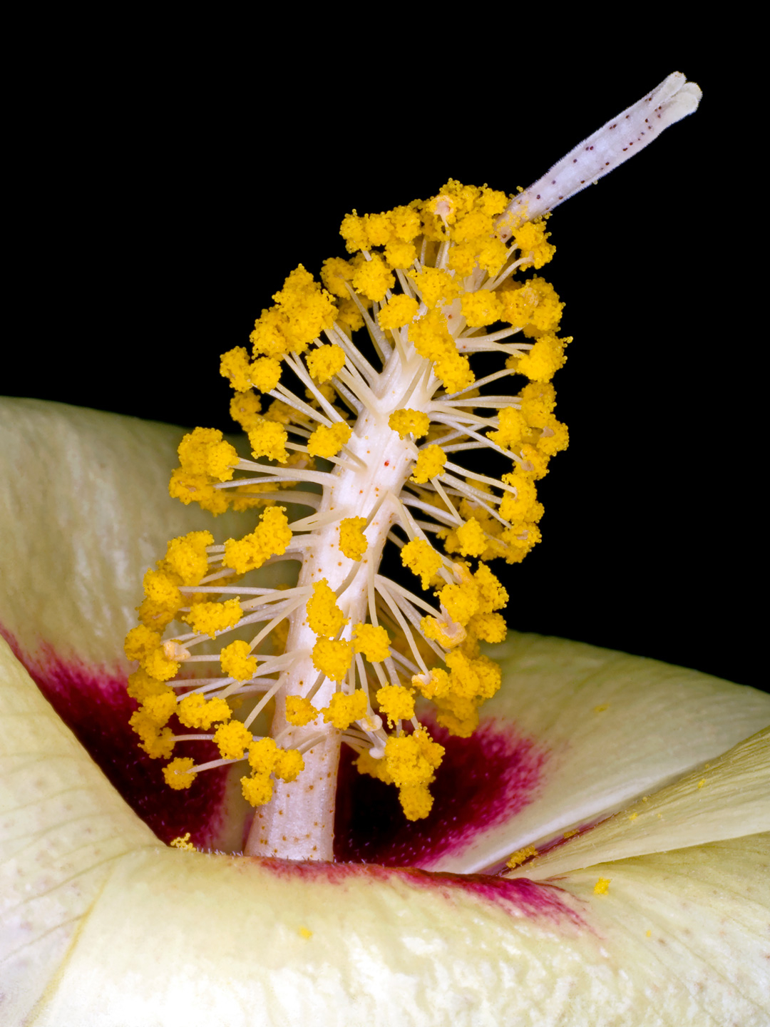 Gossypium Darwinii Kunsttryk – Naturskønhed til Hjemmet