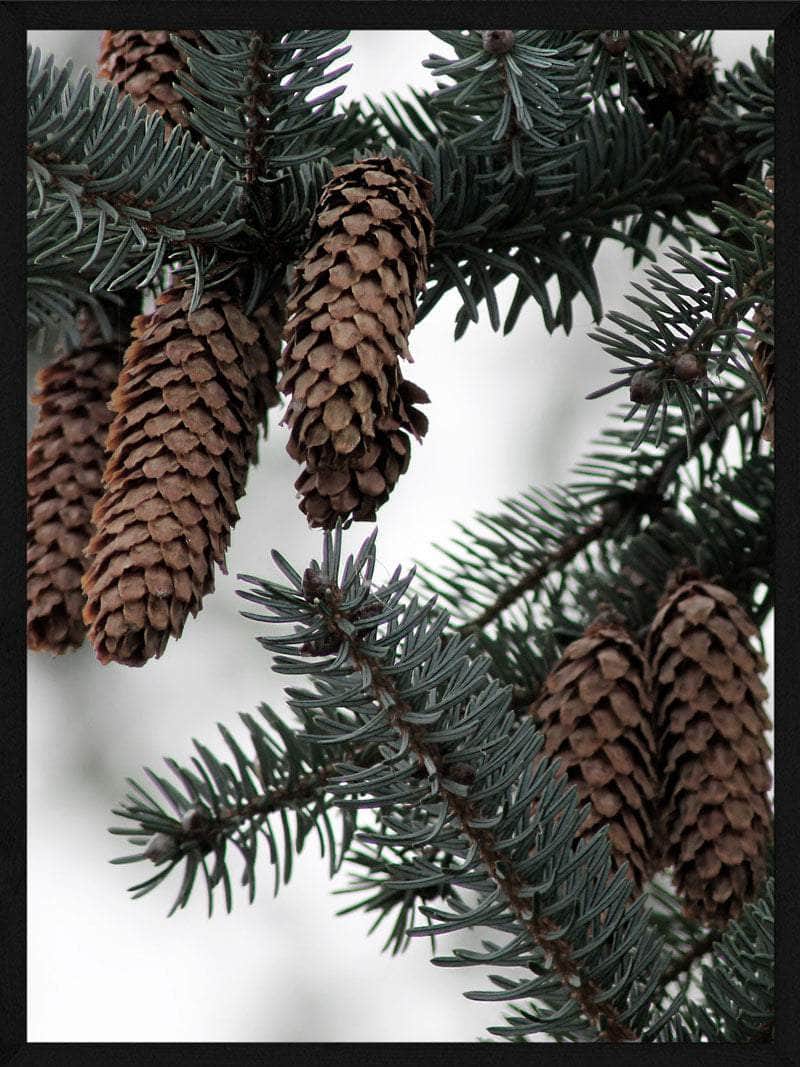 Grankogler Juleplakat - Skab Magisk Julestemning Hjemme