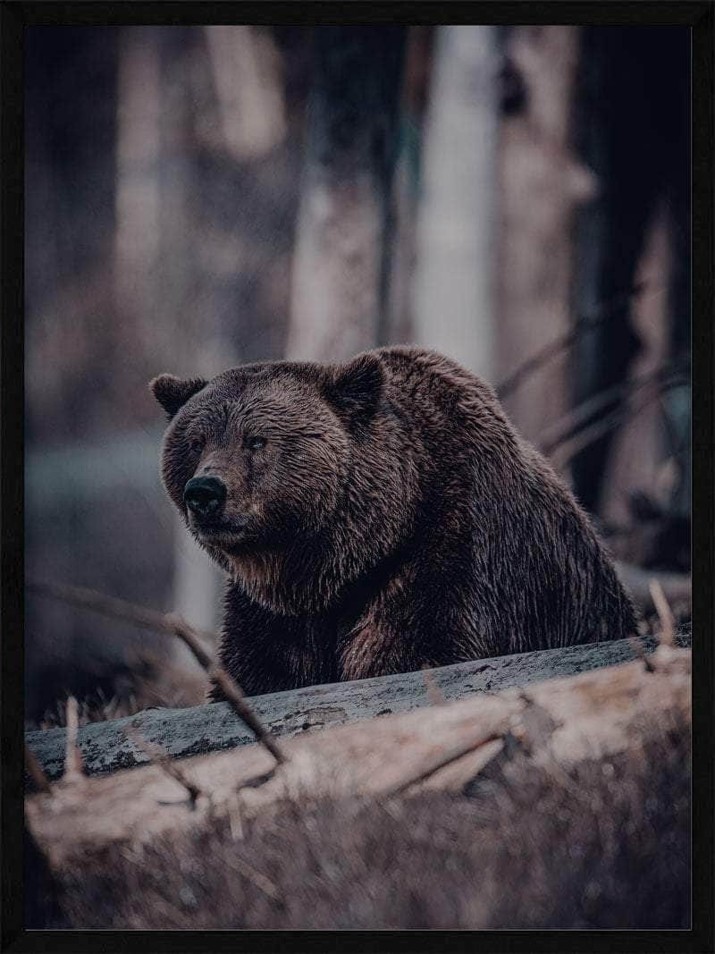 Grizzlybjørn Plakat – Abstrakt Kunst til Dit Hjem