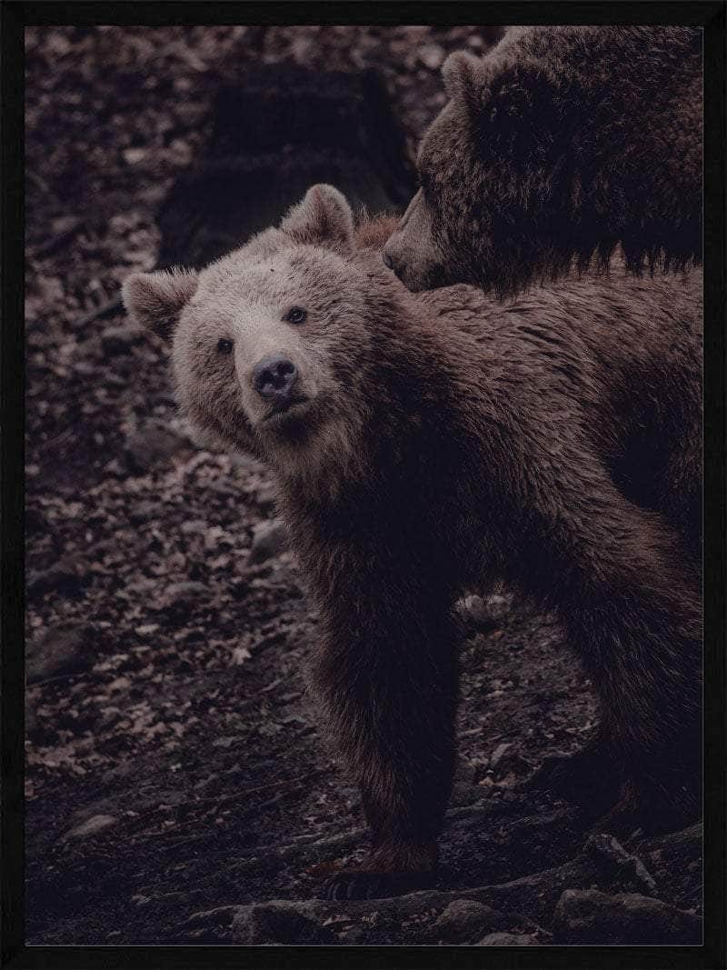 Grizzlybjørne Plakat – Skab Ro og Fokus i Dit Hjem