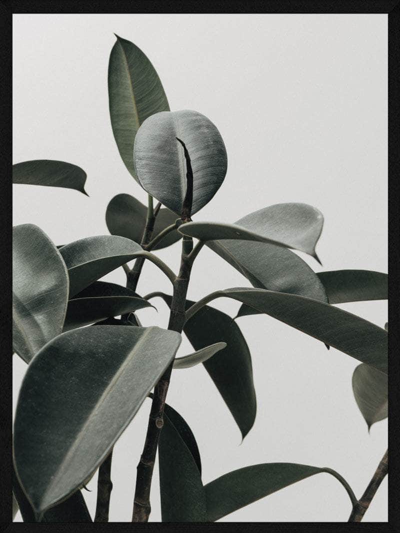 Gummi Planten Plakat – Botanisk Kunst til Dit Hjem