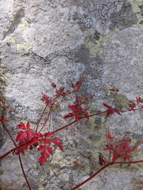 Herb Bytraberg – Smuk Natur Fotokunst til Dit Hjem