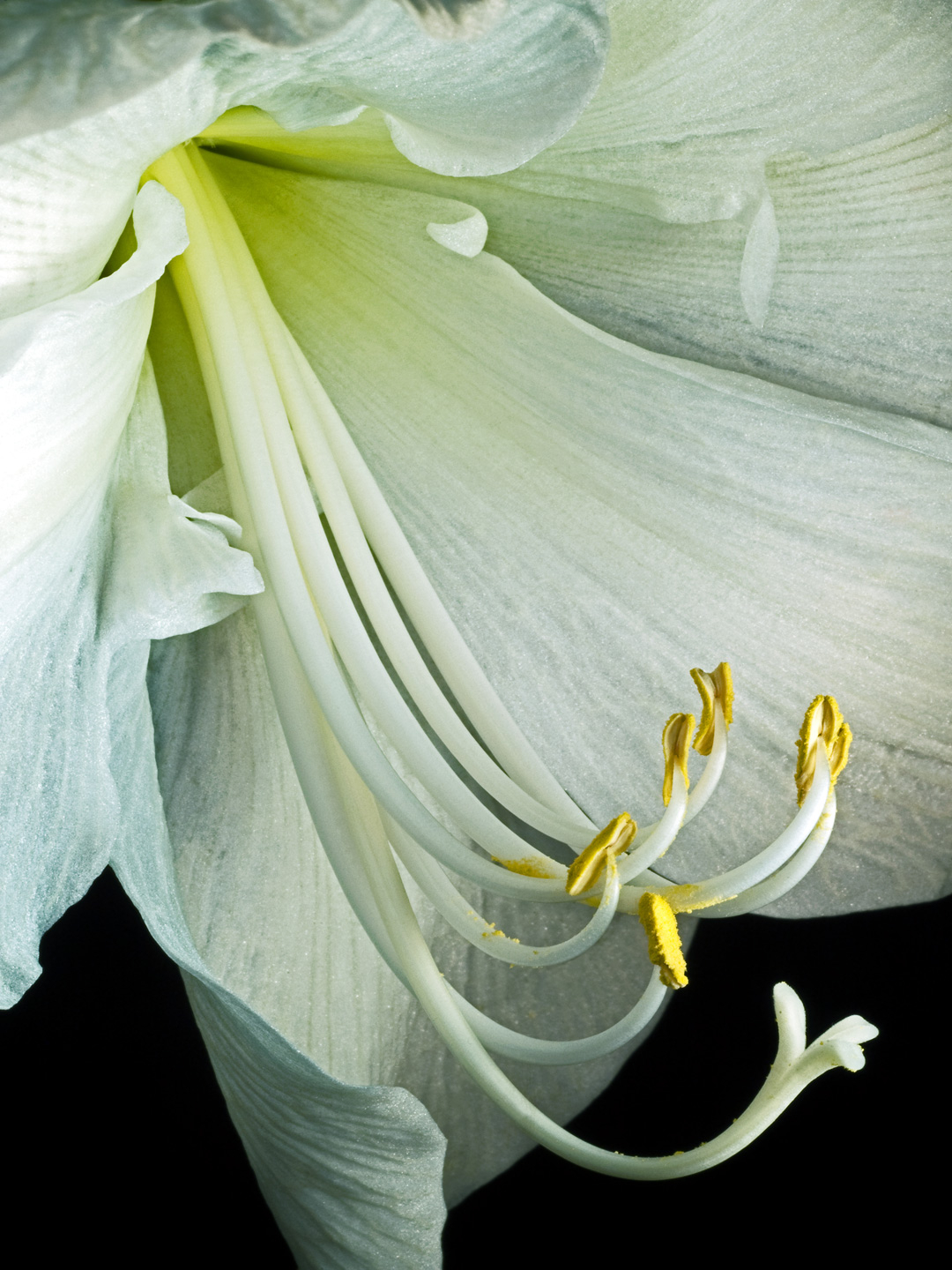 Hippeastrum Kunsttryk - Unik Naturkunst til Dit Hjem