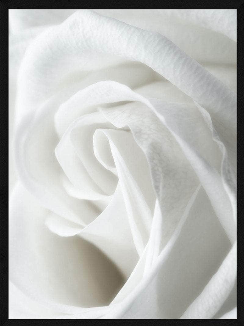Hvid Rose Plakat – Botanisk Kunst til Dit Hjem