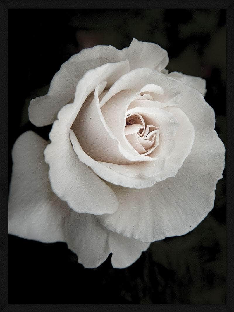 Elegant Hvid Rose Plakat - Botanisk Kunst til Dit Hjem