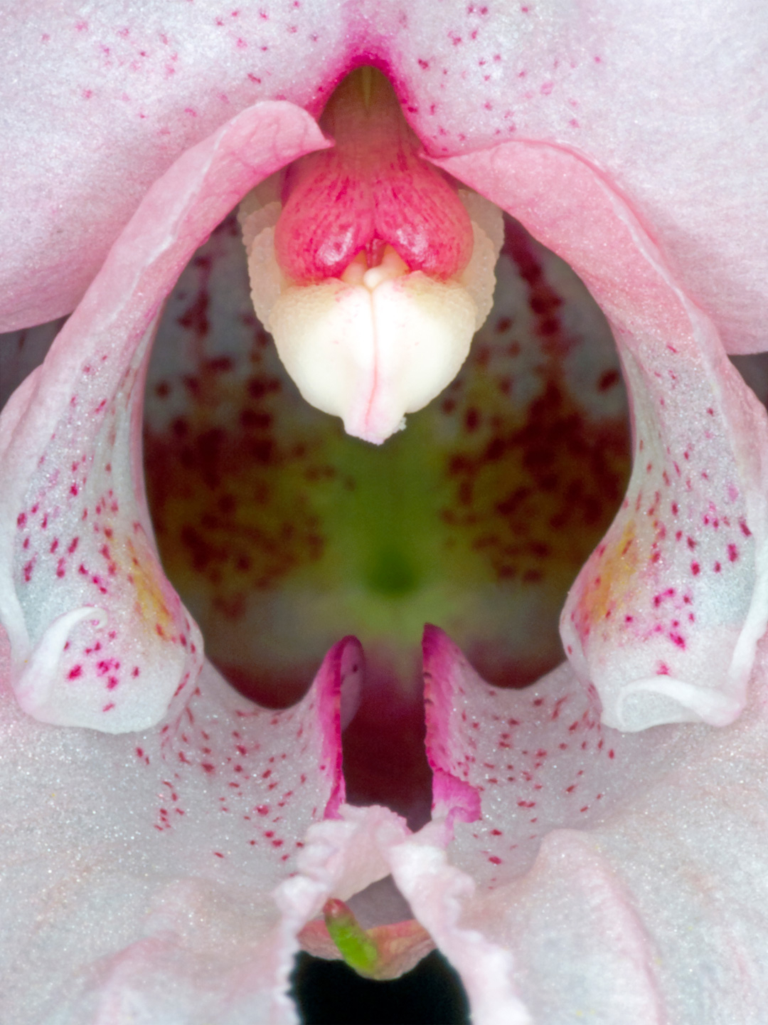Impressionistisk Blomsterfotokunst af Pauline Snoeijs