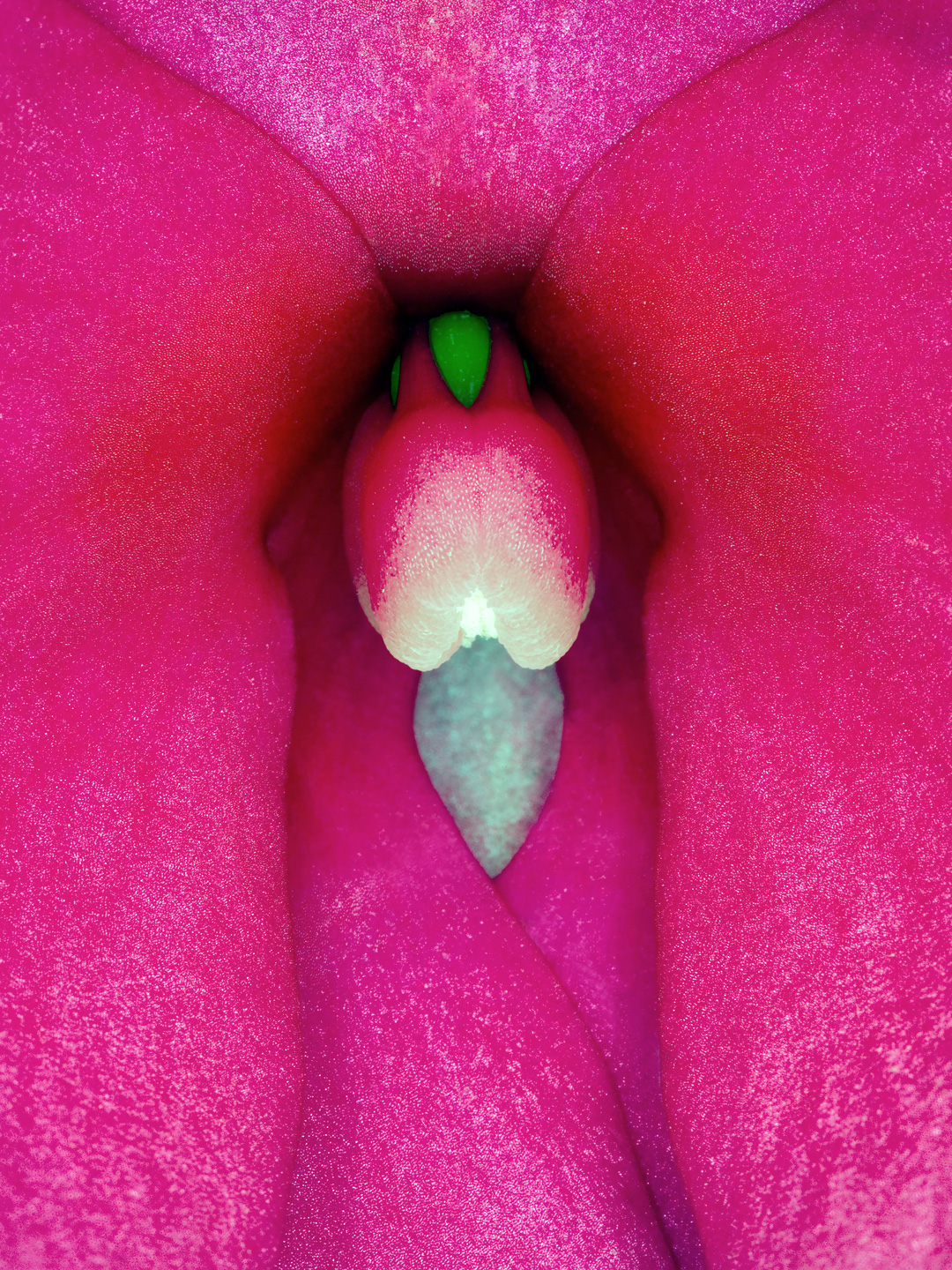 Imponerende Kunsttryk af Impatiens Hawkeri til Dit Hjem