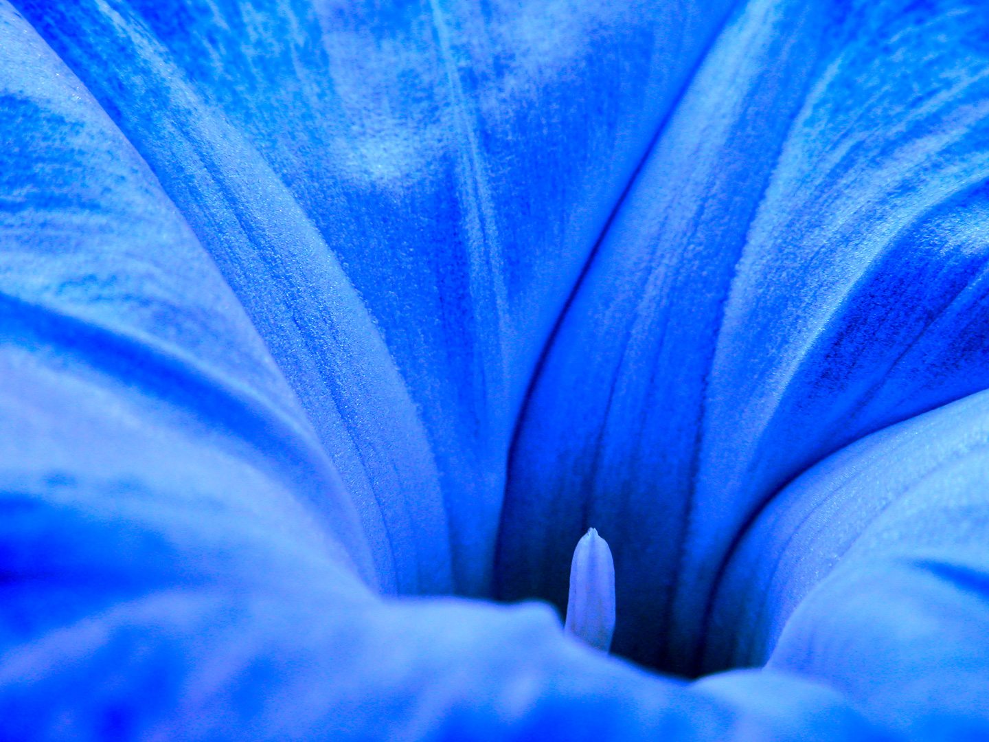 Ipomoea Tricolor Plakat - Naturlig Skønhed til Dit Hjem