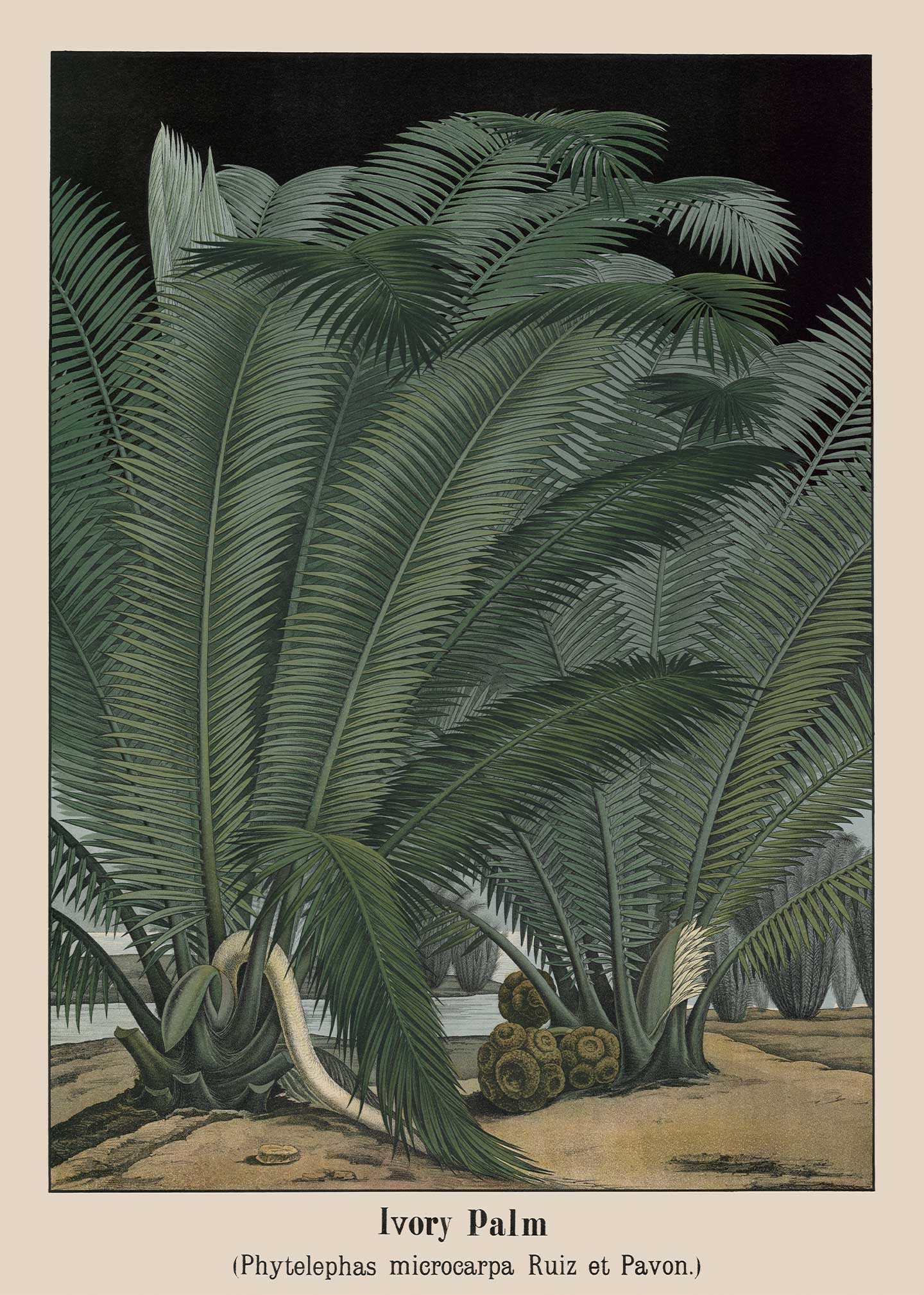 Ivory Palm Plakat – Vintage Kunst til Dit Hjem