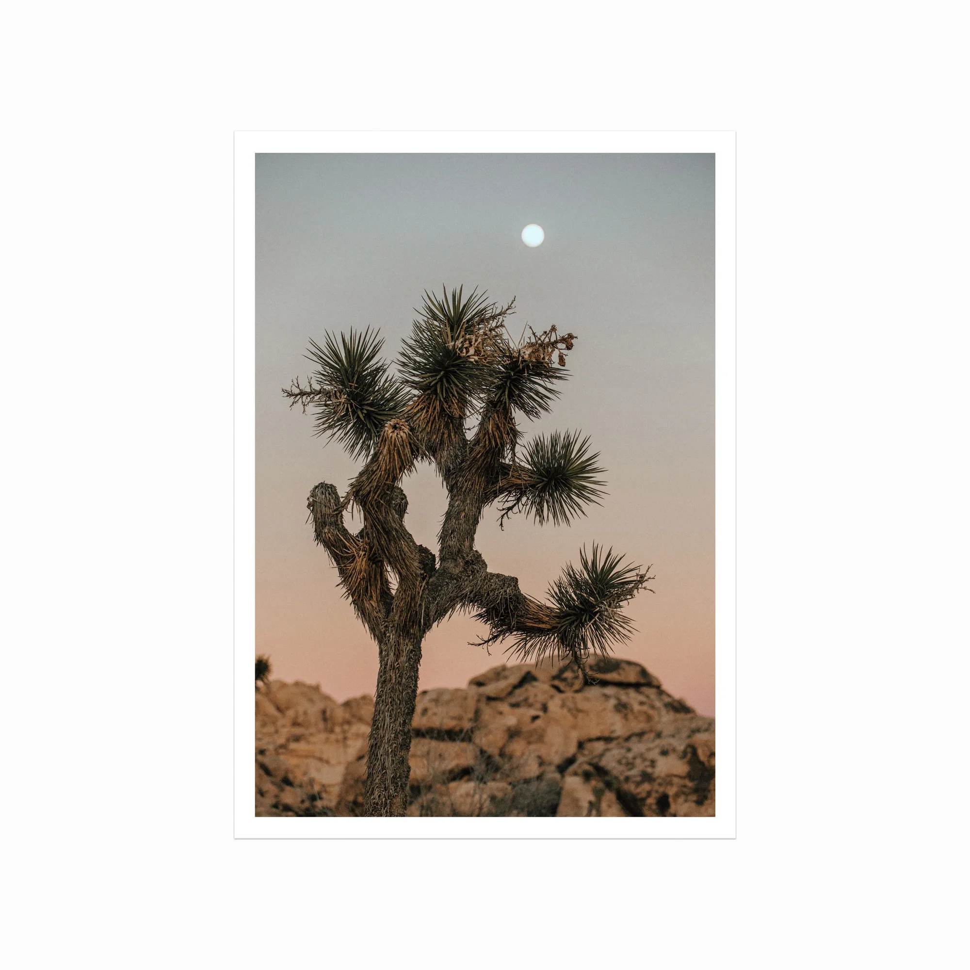 Smuk Joshua Tree Plakat – Naturskønhed til Dit Hjem