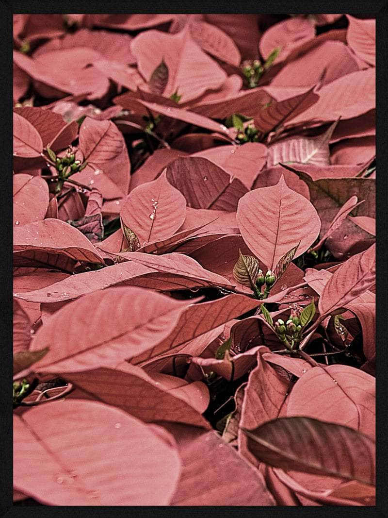 Julestjerner Juleplakat – Skab Hygge i Juletiden!