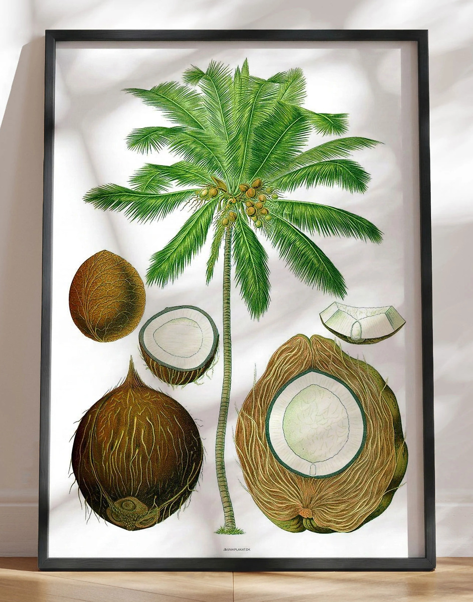 Köhlers Medizinal Pflanzen Cocos Nucifera Genoptryk   Retromotiv Med Palme