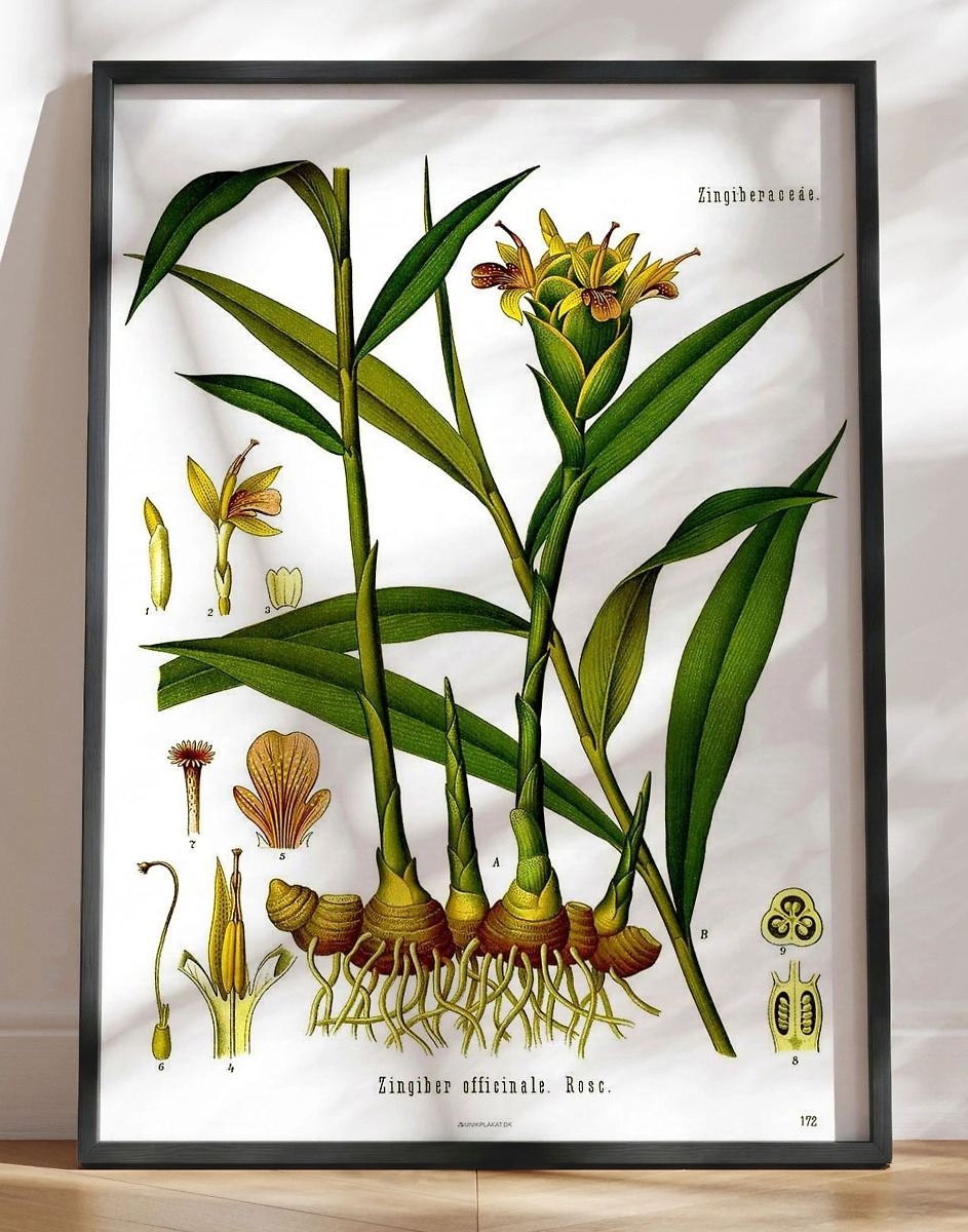 Köhlers Medizinal Pflanzen Zingiber Officinale Plakat Med Retromotiv   Ingefær