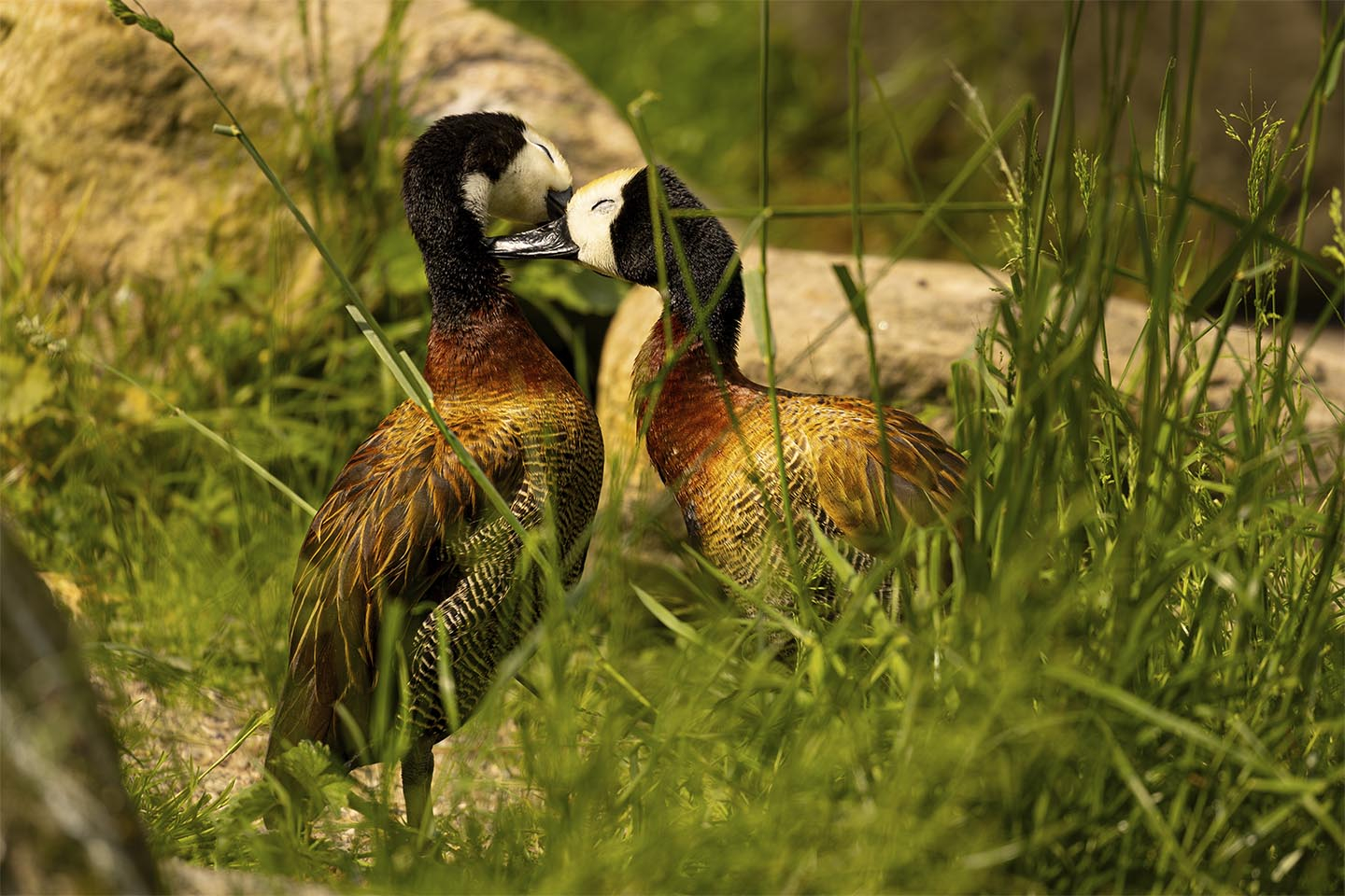 Kærlige Ænder – Unikt Naturfoto til Dit Hjem